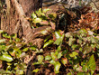 Epimedium perralchicum oder Elfenblume. Schönsten Blattschmuckstauden feine rötliche bis grün für halbschattige Gartenbereiche