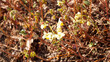 Epimedium perralchicum | Elfenblume oder Sockenblume 'Frohnleiten' mit goldgelben Blütenstände, die wie Elfen über attraktive, herzförmige, bräunlich-grünen Blätter mit dornig gezähntem Blattrand
