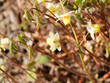 Epimedium perralchicum | Elfenblume oder Sockenblume 'Frohnleiten' als genügsamer Bodendecker mit hellgelb Blüten im Schatten unter Blumen stängeln leuchtend goldgelbe überhängende