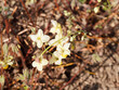 Epimedium perralchicum oder Elfenblume. Schönsten Blattschmuckstauden feine rötliche bis grün für halbschattige Gartenbereiche unter Blumen stängeln leuchtend goldgelbe überhängende