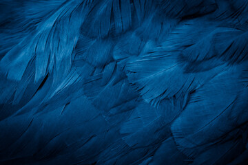  macro photo of blue hen feathers. background or textura