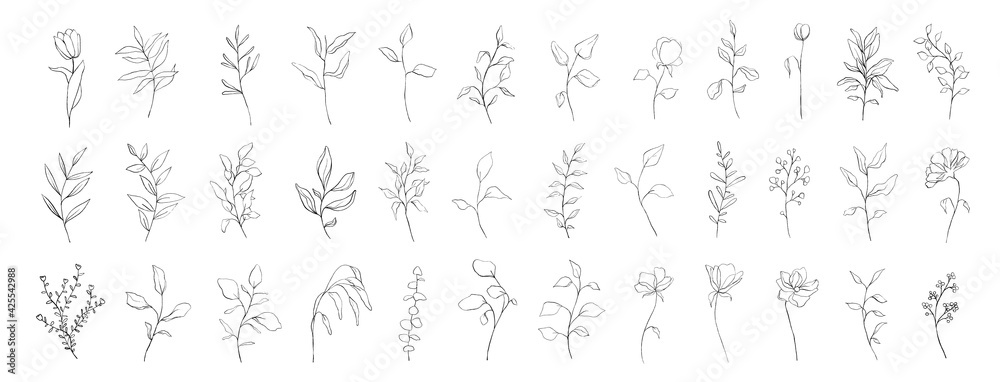 Set of botanical line art floral leaves, plants. Hand drawn sketch branches isolated on white background. Vector illustration - obrazy, fototapety, plakaty 