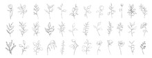 Set Of Botanical Line Art Floral Leaves, Plants. Hand Drawn Sketch Branches Isolated On White Background. Vector Illustration
