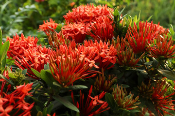 Canvas Print - Red Ixora chinensis  Lamk