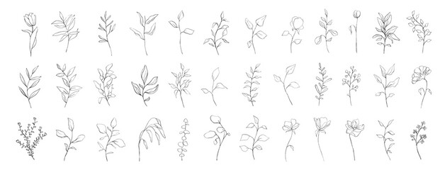 set of botanical line art floral leaves, plants. hand drawn sketch branches isolated on white backgr
