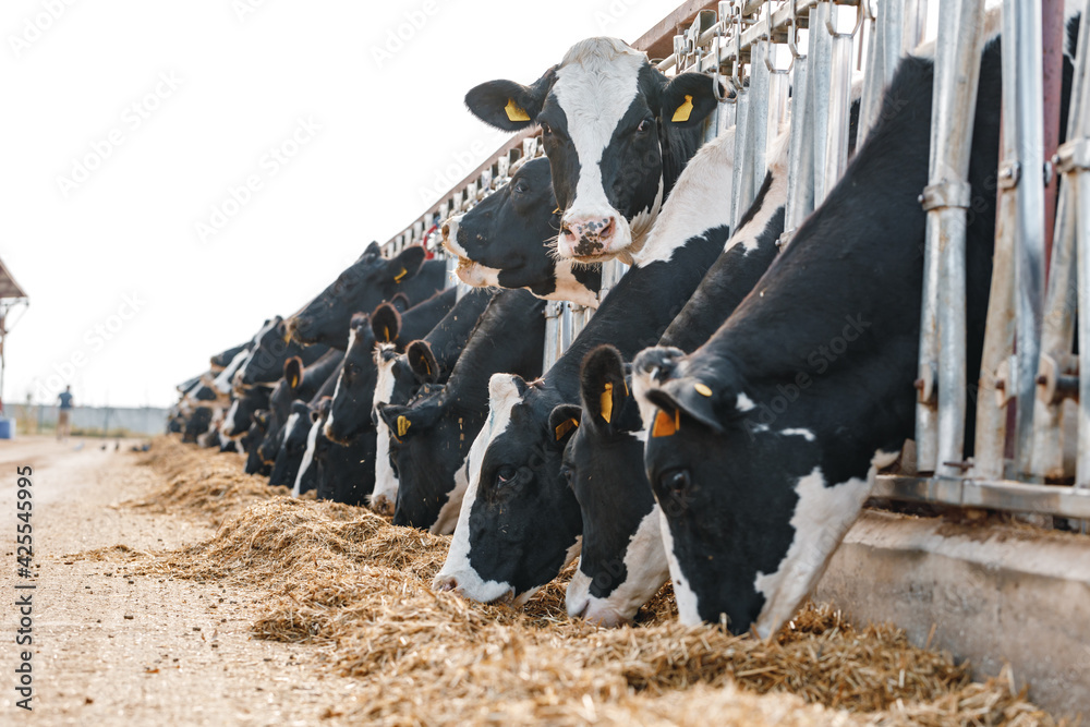 Cows standing in a stall and eating hay - obrazy, fototapety, plakaty 