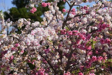 Poster - Peach blossom is a deciduous shrub of Rosaceae with colorful red, white and pink flowers blooming in April.