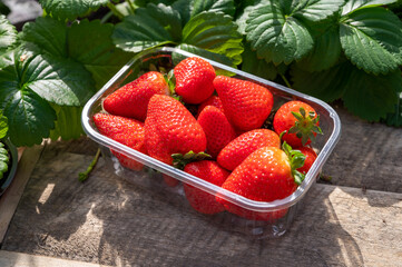 New harvest of ripe red sweet strawberry on farmer fiels and green leaves of strawberry plants