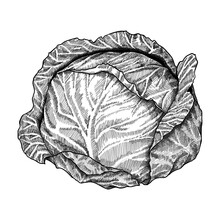 Cabbage Head Isolated On A White Background. Нand Drawn Vector Illustration.