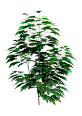 Wall Mural - 3d rendering sycamore tree on white