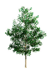 Sticker - 3D Rendering Sycamore Tree on White