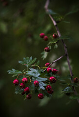 Sticker - Red hawthorn berries with a dark background.