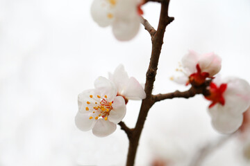 Wall Mural - Blooming white flowers in the garden