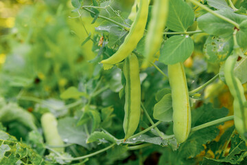 Wall Mural - Gardening and agriculture concept. Perfect green fresh ripe organic peas ready to harvesting on branch in garden. Vegan vegetarian home grown food production. Local garden produce clean pea pods.