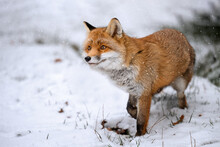 The Rusty Fox Is Happy With The Fallen Snow