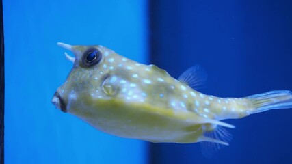 Wall Mural - Fish cow swims in the aquarium on a blue background.