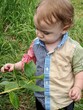 A young toddler reaches out to pick a blueberry during a family trip to the orchards. 