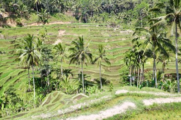 rice terraces 2