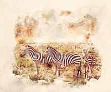 Watercolor Painting Of Zebras Herd On Savanna At Sunset, Africa.