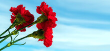 9th May. Postcard For The Victory Day. Red Carnation Flowers On A Blue Sky Background. Memory Of The Great Patriotic War. Soft Focus. Copy Space