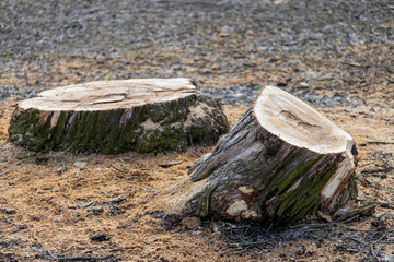 Poster - felled tree stump in the park close-up