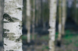 Fototapeta  - Birch moody forest.