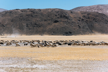 Wall Mural - Sheep grazing on the grasslands of the Tibetan plateau