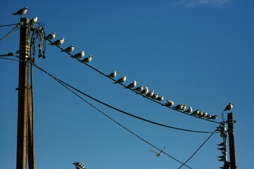 power lines on a blue sky