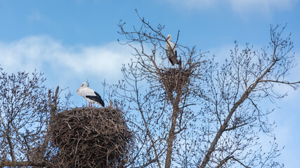 Storks in a tree nest