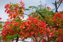 Red Flam-boyant, The Flame Tree Or Royal Poinciana Flowers Blooming On The Trees In The Summer Of Thailand