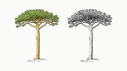  Stone pine tree in vintage style. The national symbol of Greece. Hand drawn engraved sketch in vintage style. Template for cards, labels or web sites.