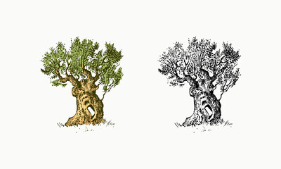 Olive tree in vintage style. The national symbol of Greece. Hand drawn engraved sketch in vintage style. Template for cards, labels or web sites.