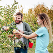 © Beton Studio - Young male and female farmer workers crop picking apples in orchard garden during autumn harvest. Happy Family couple woman man works in garden, harvesting fold ripe apples at sunset. Square closeup