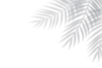 Poster - Tropical blurred leaf. Light overlay transparent effect.