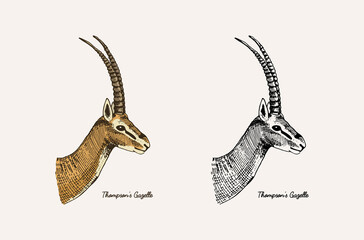 Horn and antlers Animals. Impala, gazelle and greater kudu, fallow deer reindeer, axis and dibatag. Hand drawn engraved sketch