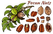 Sketch Drawing Set Of Colorful Pecan Nuts Isolated On White Background. Line Art Brown Nut In Shell, Outline Walnut, Snack, Botanical, Tree, Green Leaves. Vector Illustration.