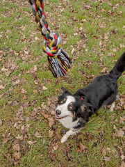 Wall Mural - Australian Shepherd Dog playing with a toy in the spring park with the owner. Happy Aussie walks at outdoors sunny day.