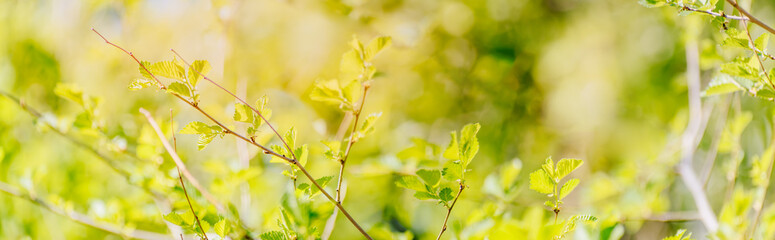 Wall Mural - Beautiful panoramic spring scenery with green leaves and bokeh background