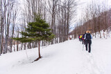 Fototapeta Tulipany - Group of hikers walking on the hike trail on snow winter day.
