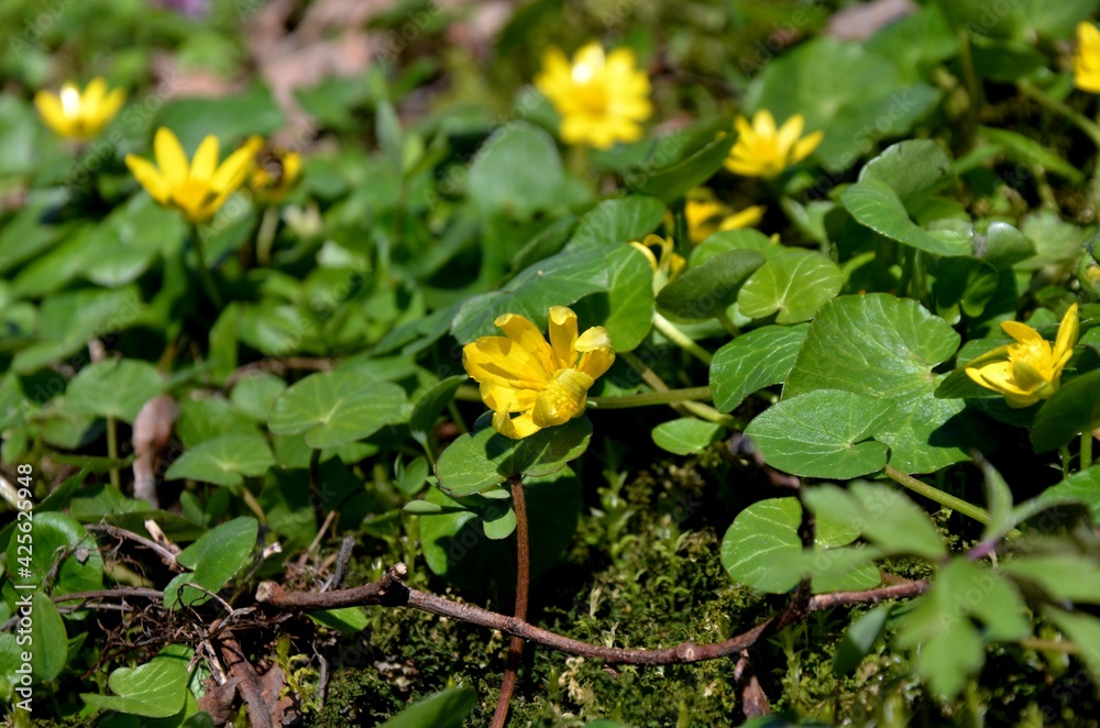 group of yellow Ficaria verna (Ranunculus ficaria) growing in the forest. wild forest flowers, yellow primroses in sunny spring day. medicinal plant