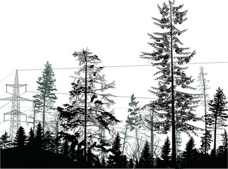 Wall Mural - electric tower in dark fir forest