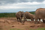 Fototapeta Sawanna - Elephants at water source, Addo Elephant National Park, Port Elizabeth Region, South Africa
