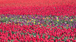 © illustrez-vous - Culture des tulipes.