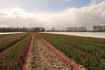 Wall Mural - a red tulip field with cut flowers in the dutch countryside in springtime and some tulips under plastic in spring