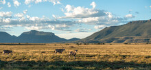 View Of The Arid Mainland In The Cape Town Region, Anysberg Nature Reserve, South Africa