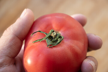 Whole tomato in the human hand isolated over white background. One red tomato in hand. One red tomato in the palm of your hand. A tomato in a man's hand