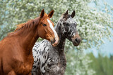 Fototapeta Mapy - Two horses standing together in summer. Knabstrupper and trakehner breed horses.