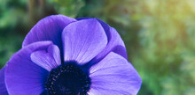 Top View Blue Anemone Coronaria 'Mr. Fokker' Flower On Green Background. Macro. Horizontal Wide Banner. Floral Summer Card.