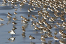 Flock Of Dunlin On Sand