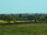 Fototapeta Konie - View of the yellow field and trees